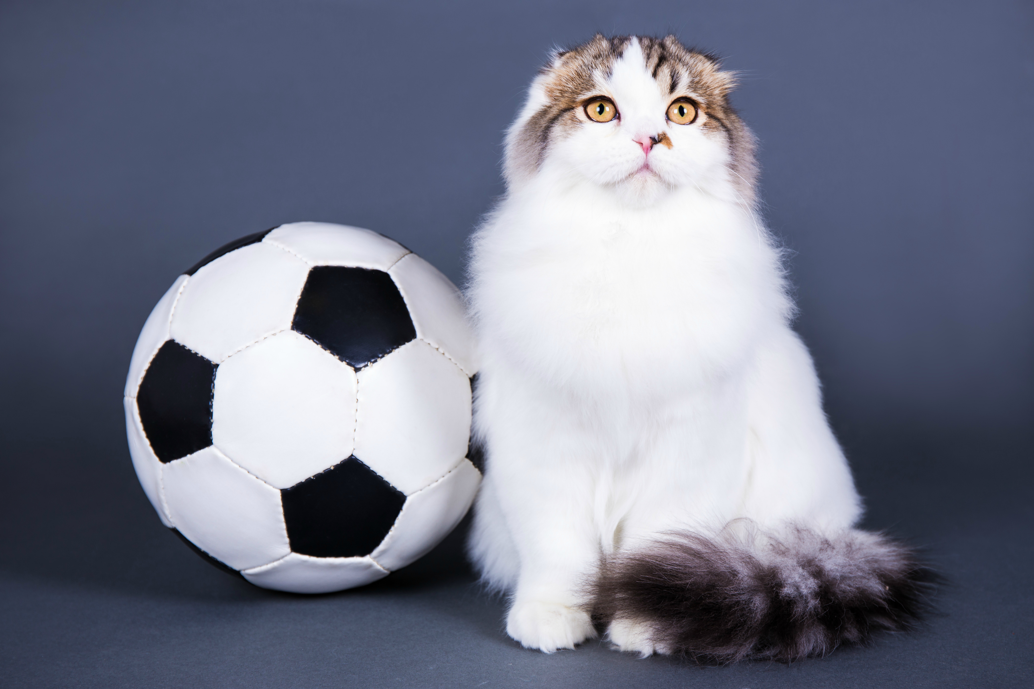 20160908 the18 image cat soccer shutterstock
