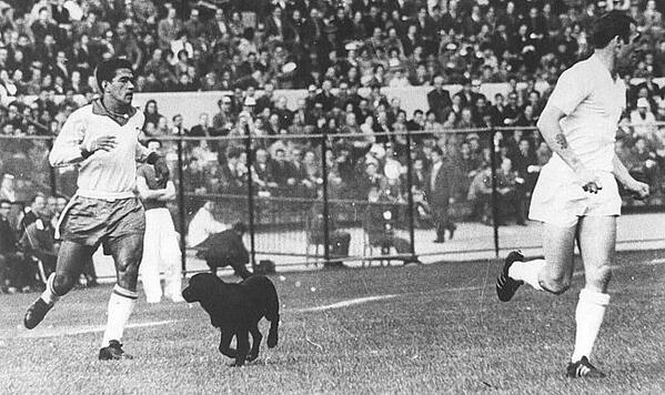 1962 World Cup dog