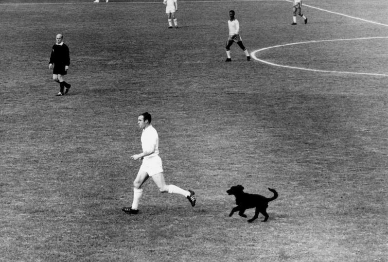 1962 World Cup dog