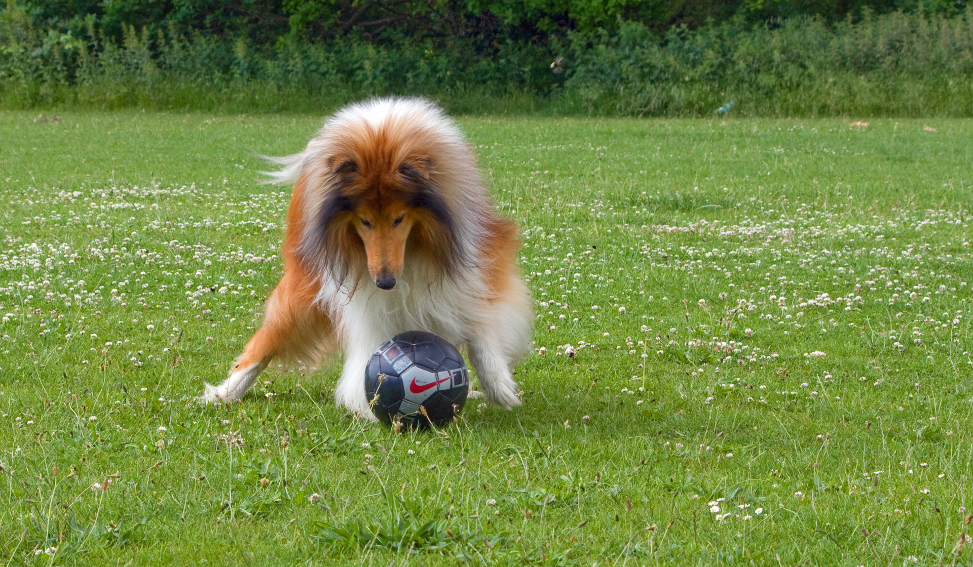 The dog is playing. Колли смешная. Собака колли с мячом. Смешной Шотландская овчарка. Собаки играют в футбол.