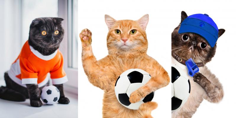 Soccer Cats