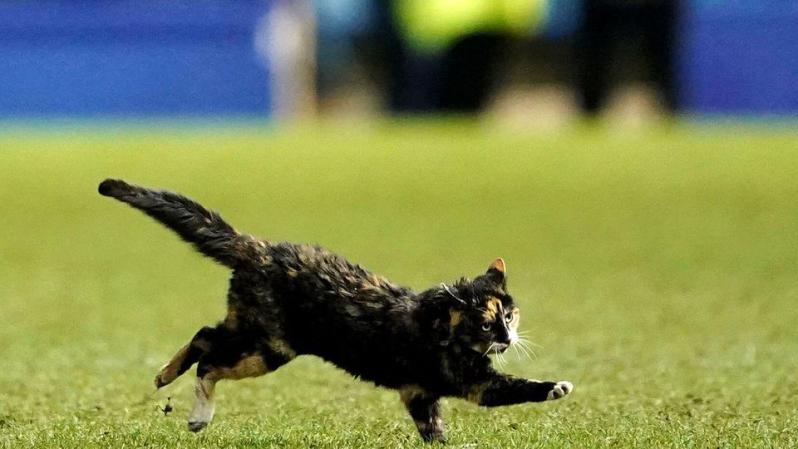 A wild pitch invader pauses a League One game.