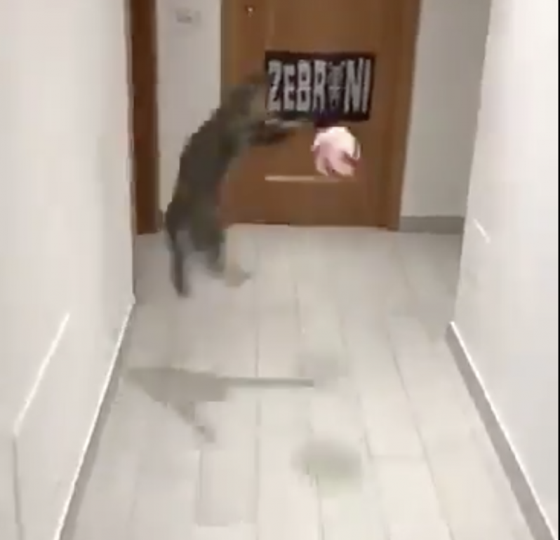 Mittens' making another spectacular save in the hallway.