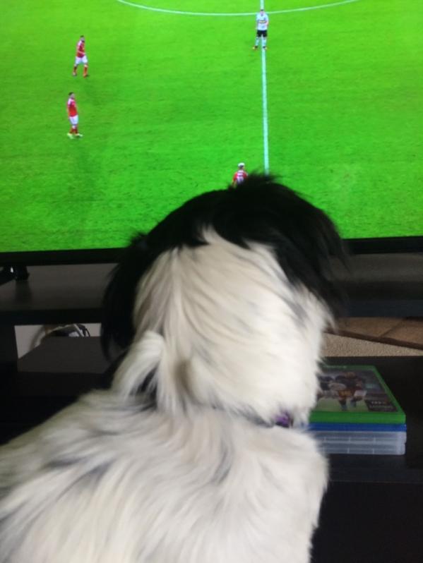 Connor's dog Stella watches a Welsh masterclass.