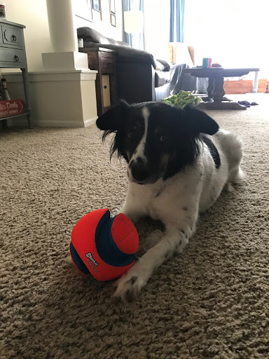 Stella, destroyer of balls, ponders how long she will let this one live.