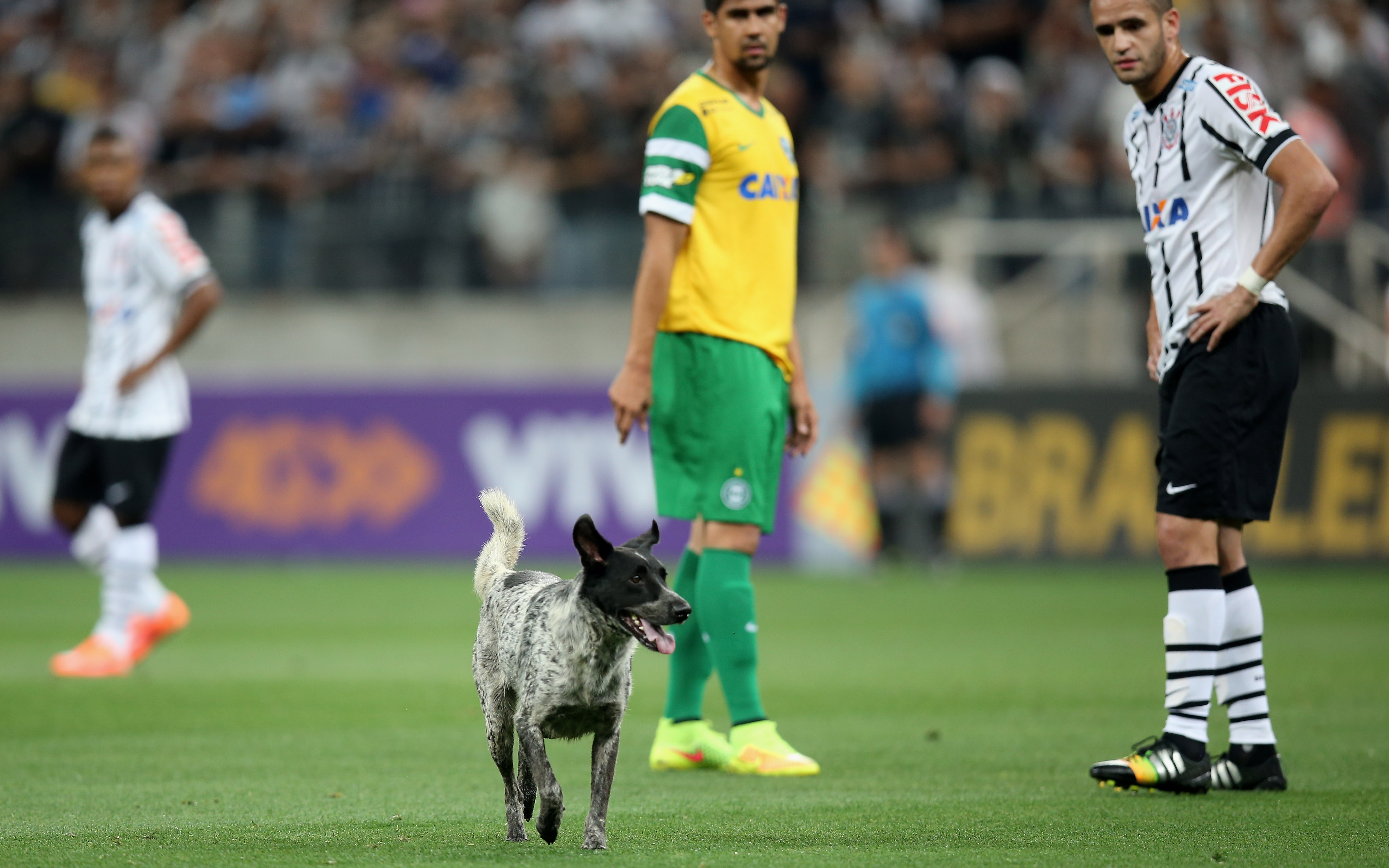 2020 Copa America Mascot Is Fittingly A Dog That Ll Make Its Way