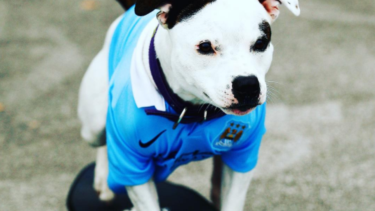 Manchester City Dog Jersey