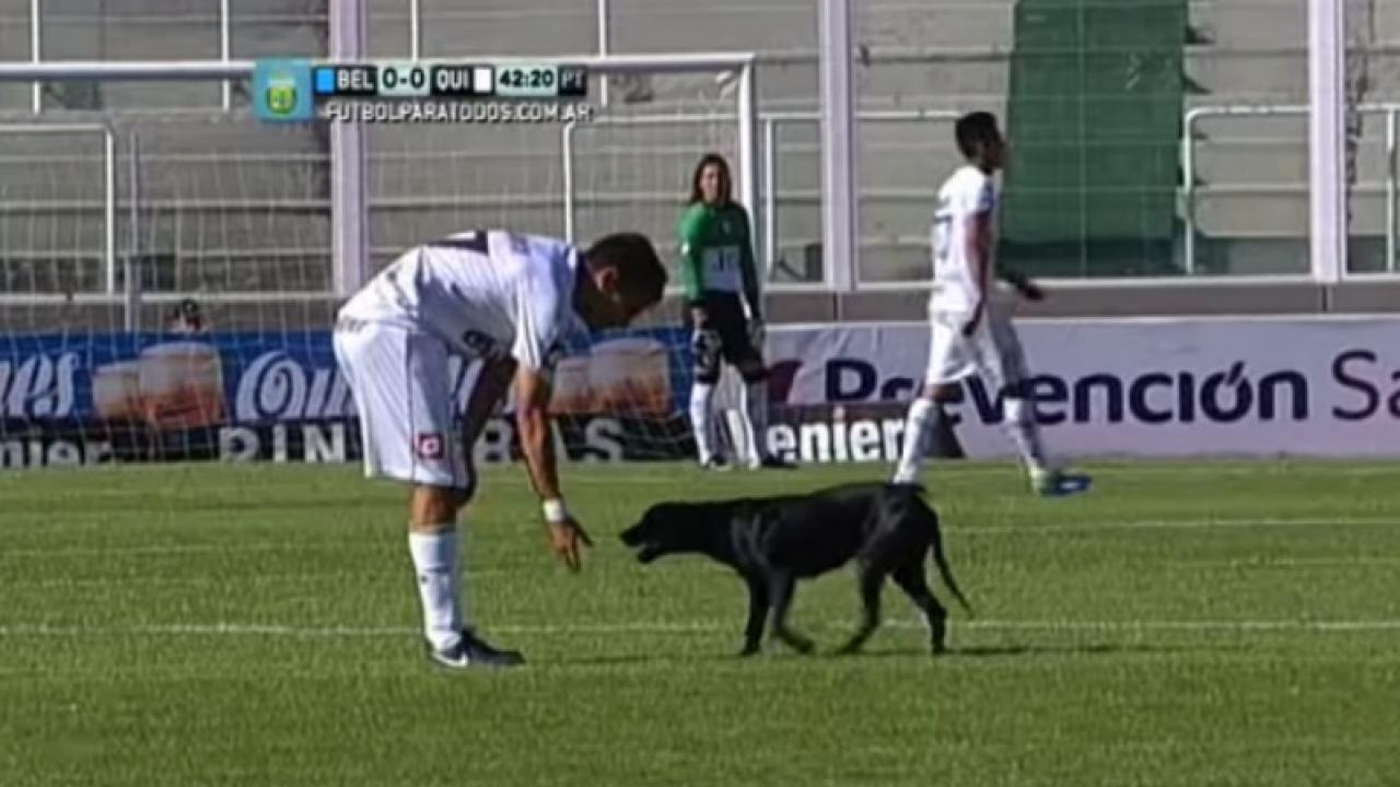 Puppy Invades The Pitch, Cuteness Ensues | The18