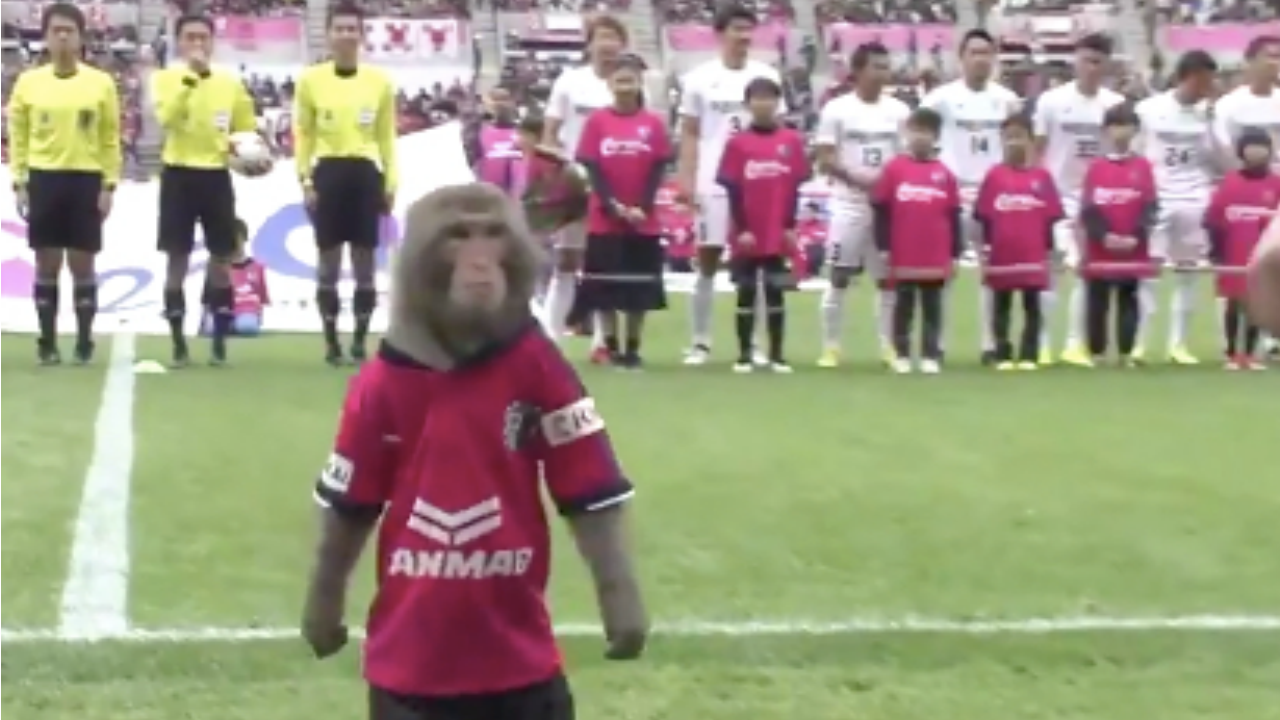 Soccer Monkey Delivers Match Ball