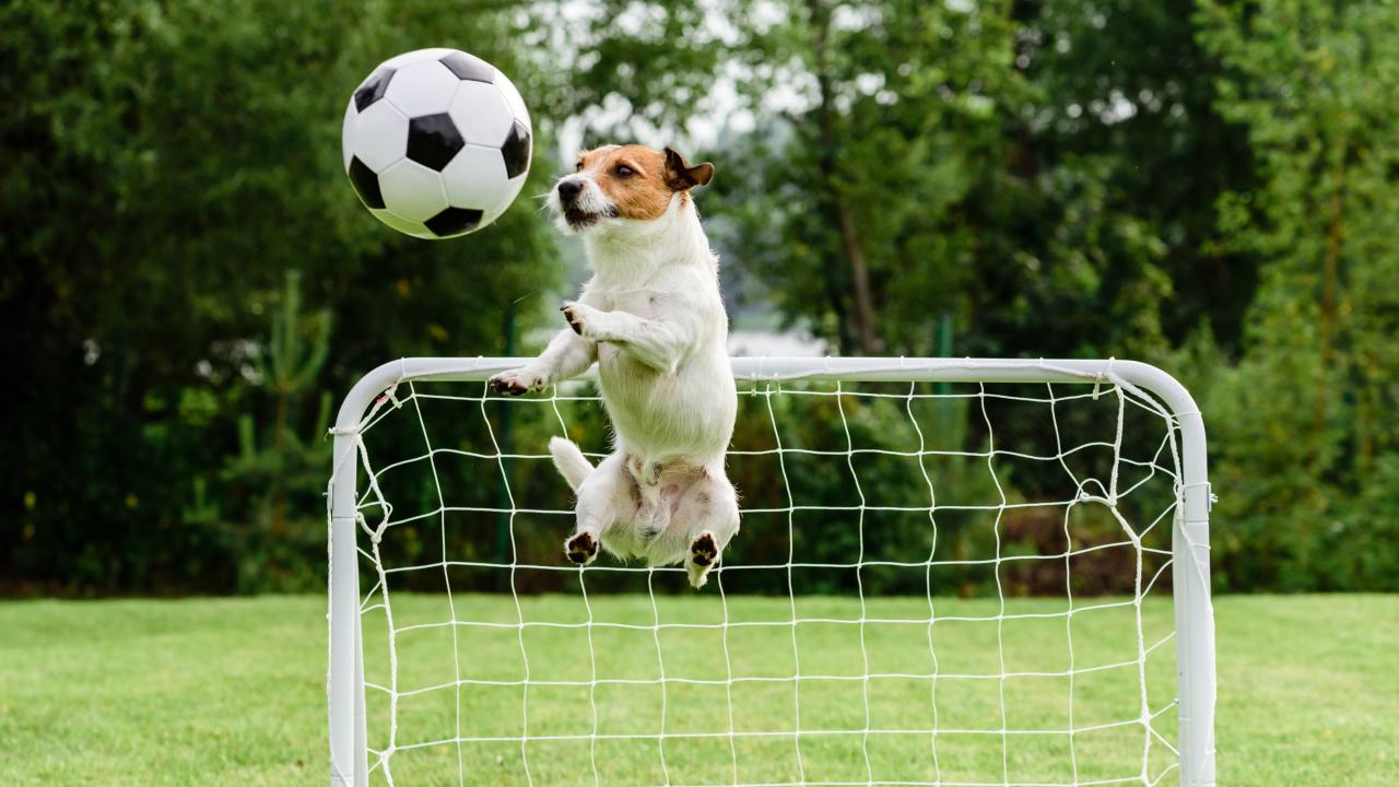 The18's List Of The Top 18 Soccer Dogs Of All Time