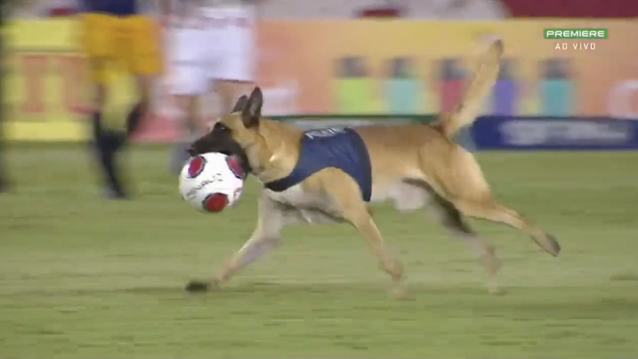 Police Dog Invades Soccer Pitch