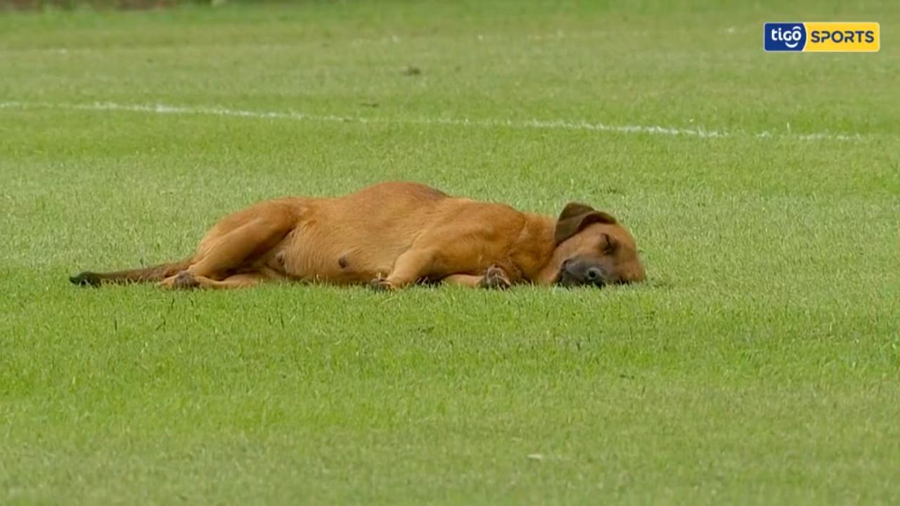 Dog Takes A Nap During Soccer Game In Paraguay