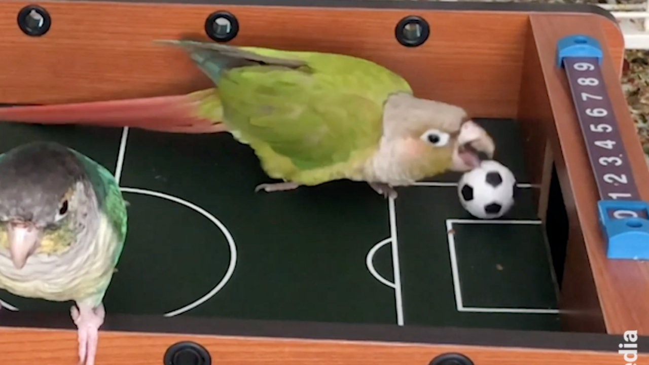 Parrot Soccer