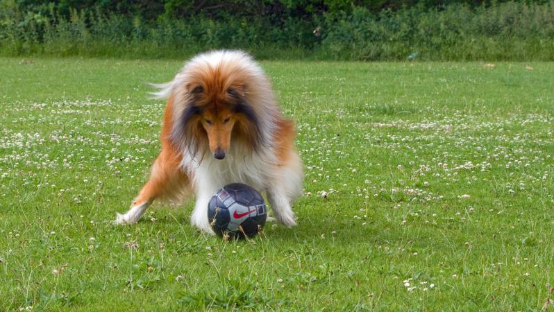 soccer dog