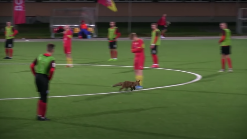 Fox On Pitch