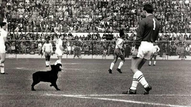 1962 World Cup dog