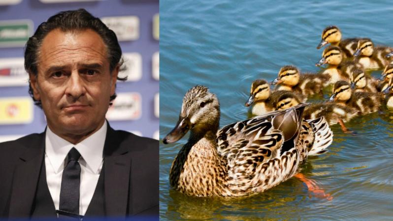Cesare Prandelli and his ducks
