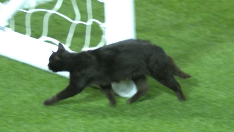 Anfield cat