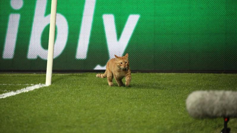Besiktas cat