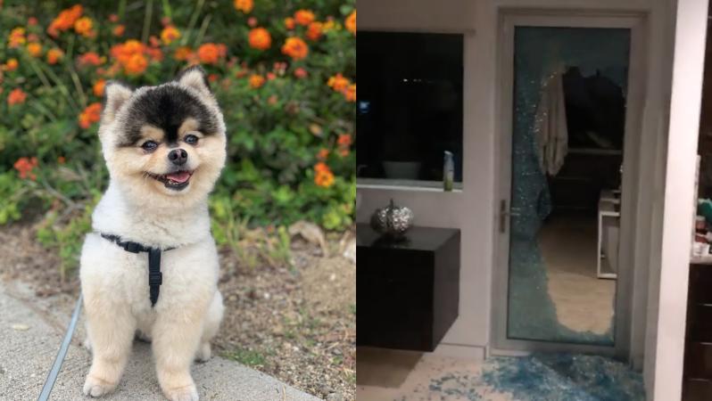 Daniel Sturridge Dog