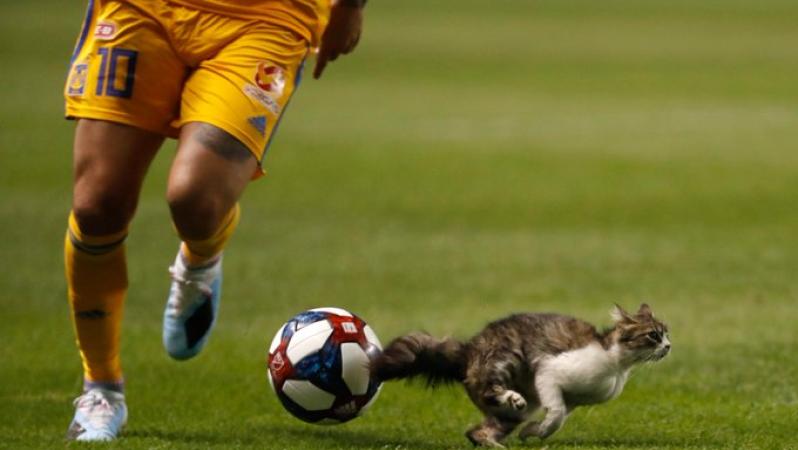 Cat on the pitch