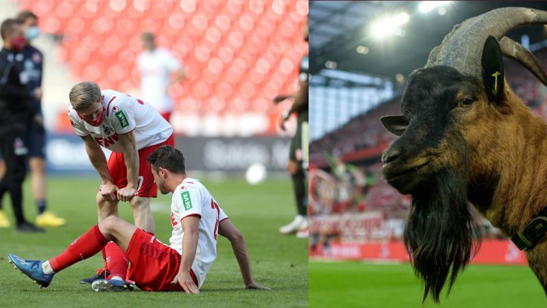 FC Cologne goat Hennes