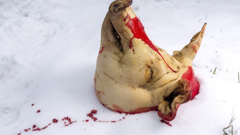 Severed Pig Head Soccer Team