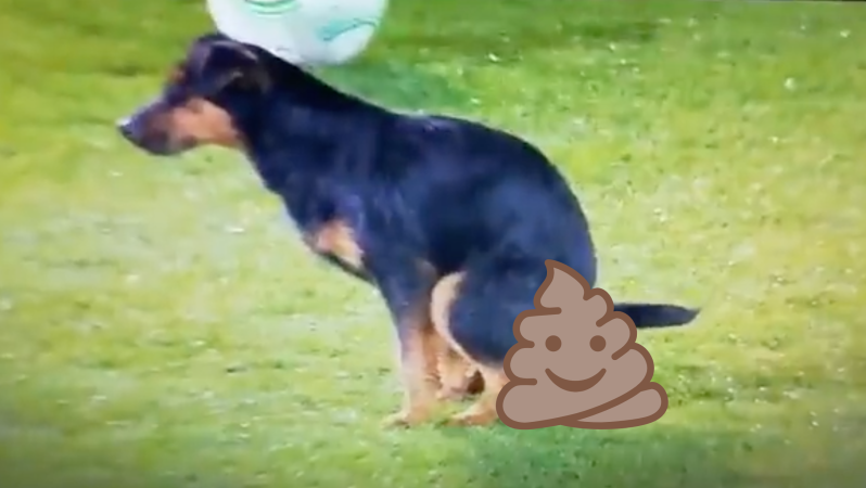 Dog Poops On Europa Conference League