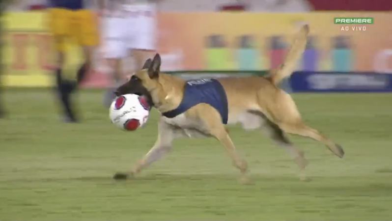 Police Dog Invades Soccer Pitch