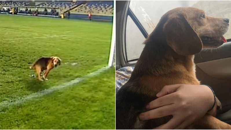 Dog Poops On Pitch