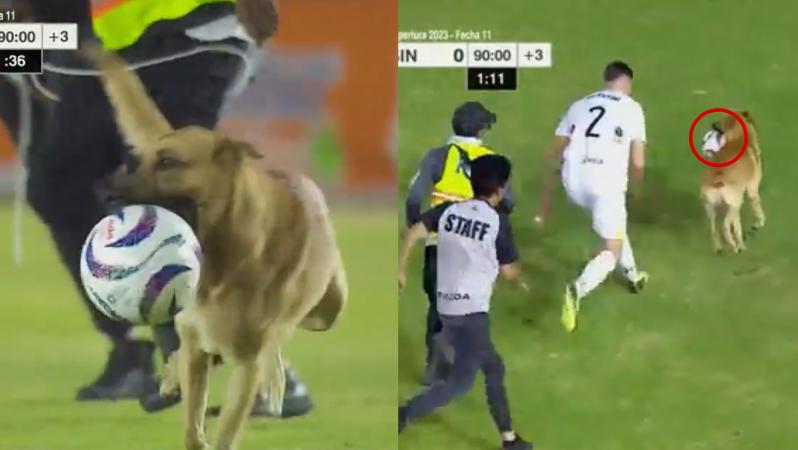 Pitch-invading dog steals ball