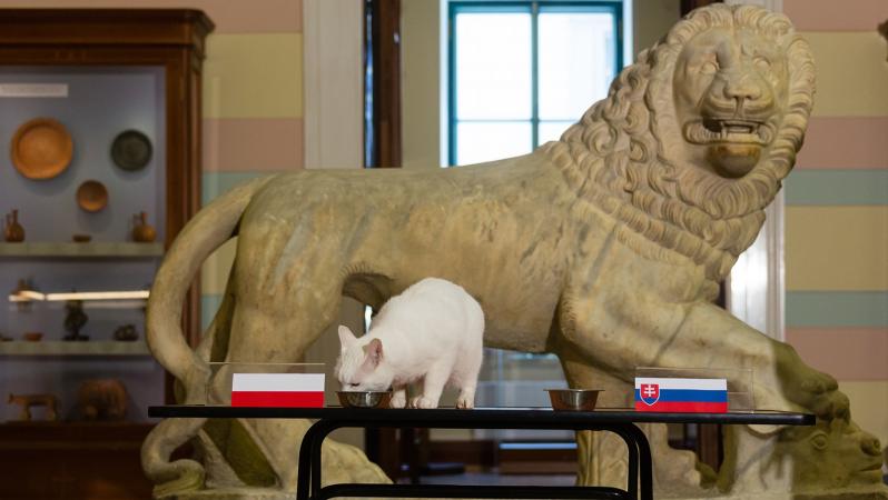 Gato Aquiles Oráculo Euro 2020