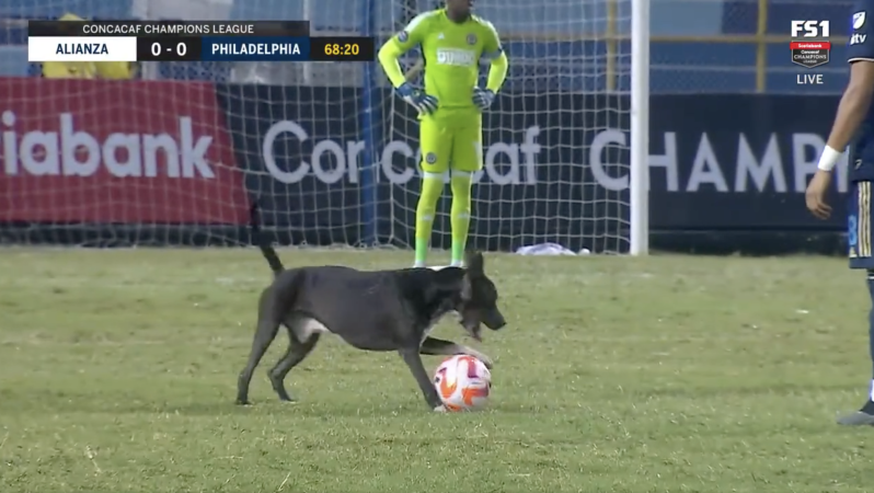 Concacaf Champions League dog invasion