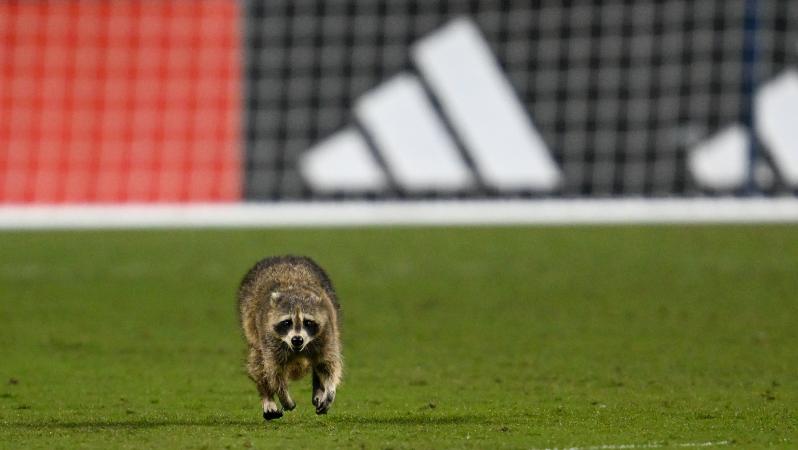 MLS raccoon invasion