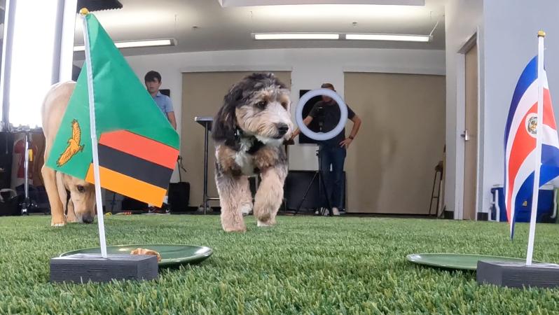 2023 Women's World Cup Dog Predictions, Group Stage