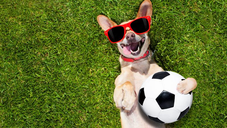 Tribunas para perros en Estadio La Corregidora