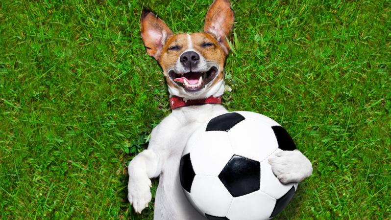soccer dog