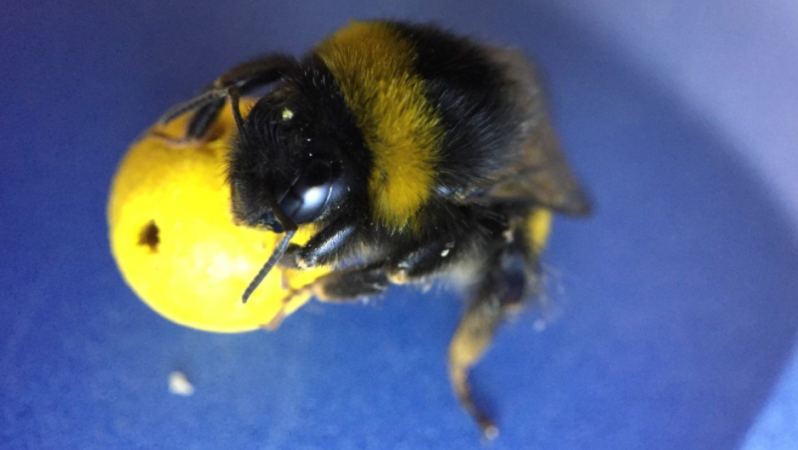 Bees learn to play soccer 