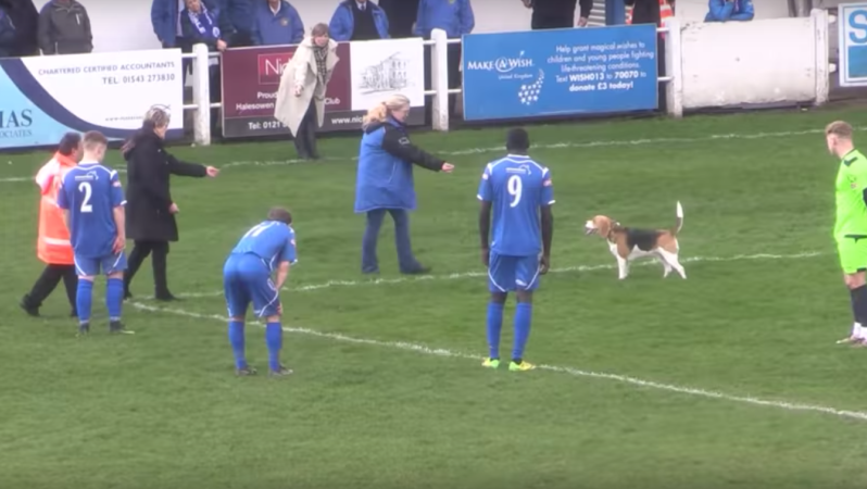 Dog Pitch Invader at Halesowen