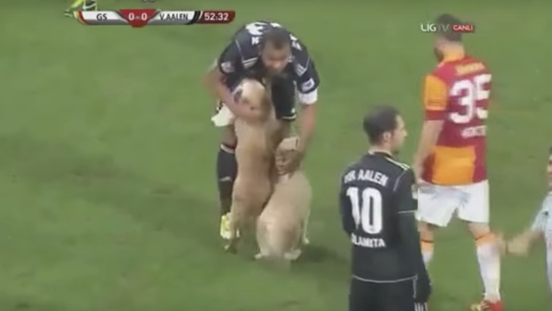 Two Dogs Invade Pitch VfR Aalen Galatasaray 