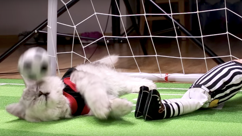International Cat Day Soccer