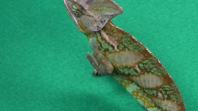 Leon picks his EPL season champion