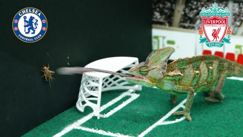 Leon the Chameleon chooses between Chelsea and Liverpool for this tasty EPL matchup.