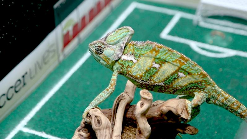 PSG Bayern Prediction