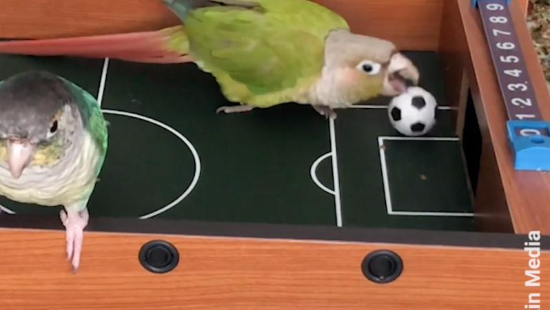 Parrot Soccer