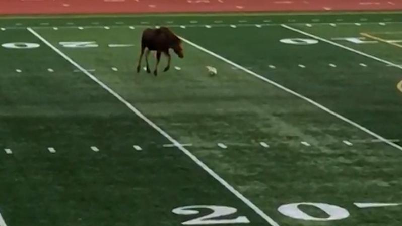 Moose Plays Soccer