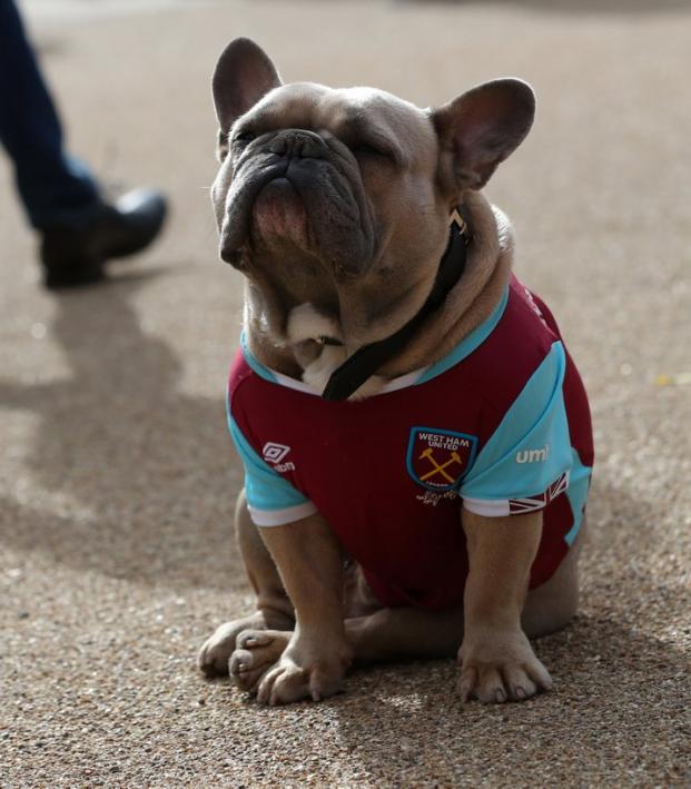 west ham united dog coat