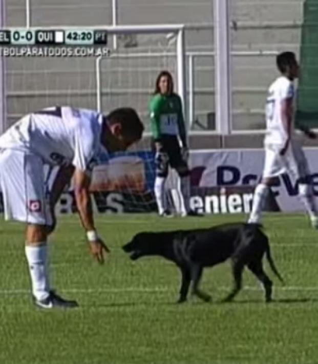 Puppy Invades The Pitch, Cuteness Ensues | The18