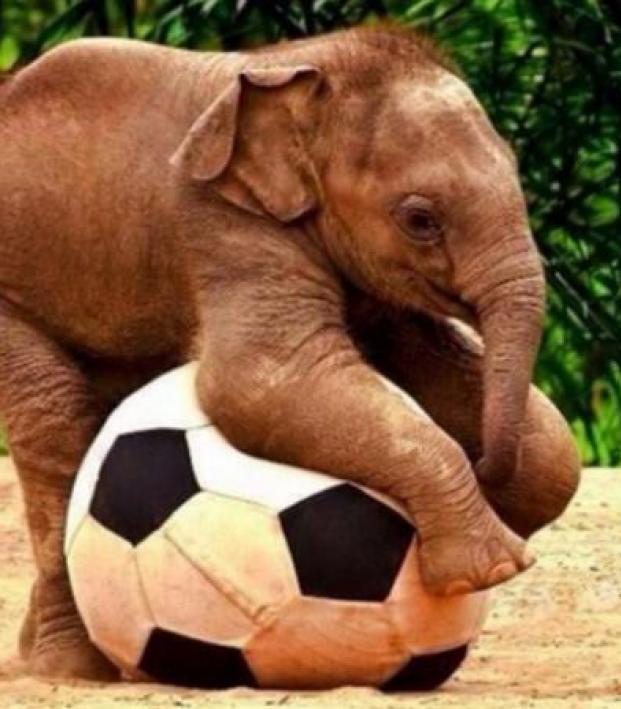 Animals Playing Soccer. Just As Awesome As You Would Expect. The18