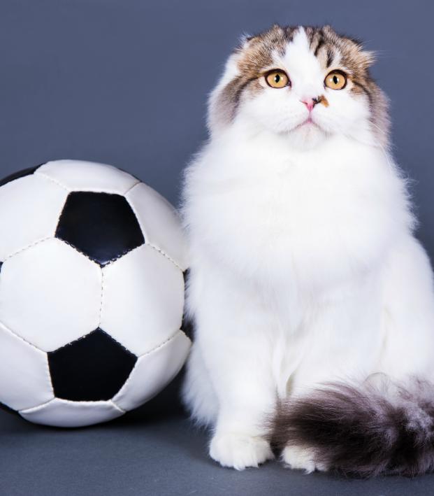 cat soccer ball